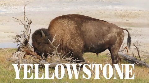 Bison, Geysers & Old Faithful in Yellowstone | National Parks Trip | Part V