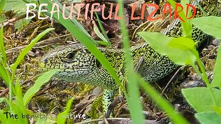 A beautiful lizard lying in a meadow / lizard close-up / beautiful reptile.