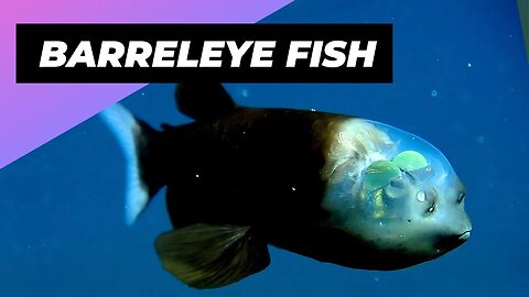 Barreleye Fish 🐟 A Creature With A Transparent Head!