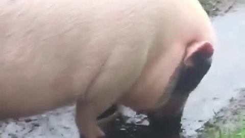 Pig blows bubbles in mud puddle