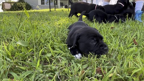 Cane Corso PUPPY bite force of JAWS!! :)