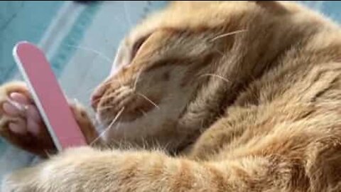 Feline falls in love with owner's nail file