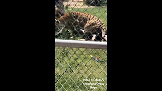 Man attacked by Tiger