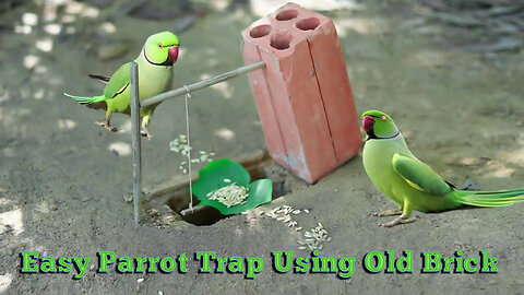 Easy Parrot Trap Using Old Brick _ Drop Down Parrot Trap in Hole