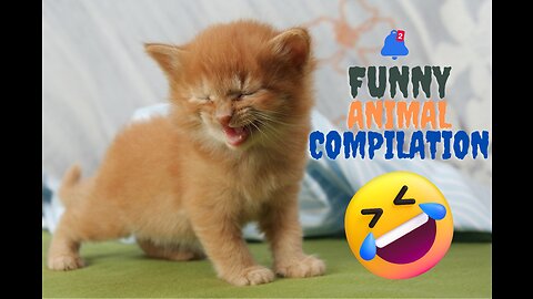 Funny CAT Acting compilation