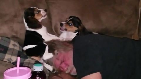 Two Puppy Dogs Play Together On Top Of A Sleeping Man's Head