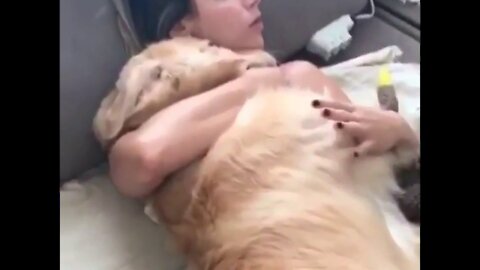 Cute Dogs getting a hug by their owners animals sweet and lovely