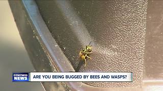 Large numbers of yellow jackets in WNY