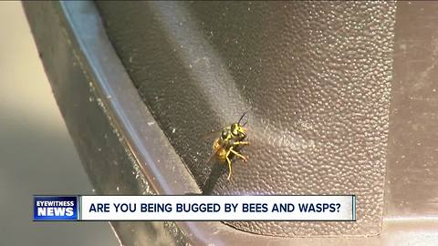 Large numbers of yellow jackets in WNY