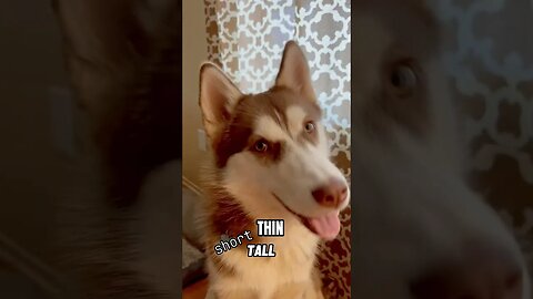 Husky Deep Thoughts