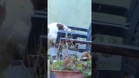 Dog 🐕 Jumps Up on Chair 🪑 to Drink Rain Water 💦
