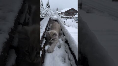 Cat FIRST see snow