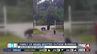 Bear family spotted in Golden Gate Estates