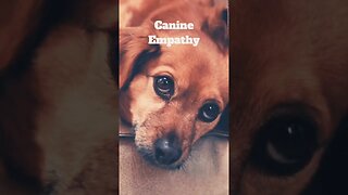 Canine Empathy #shorts #dog