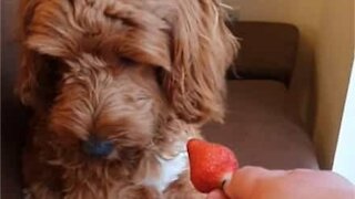 Dog shakes its head like a person after refusing snack