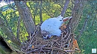 Angel Preens Her Hatchling 🐣 04/28/23 07:09