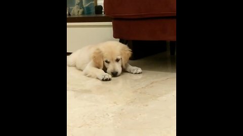 Puppy Fights Off Evil Lemon Attack