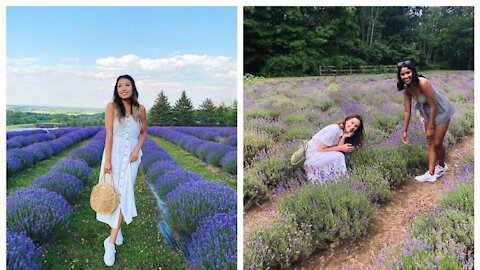 Ontario’s Purple Road Will Take You To 30 Breathtaking Lavender Farms
