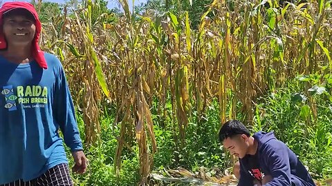 Harvesting Corn And Vegetables in the Philippines | FiliPINO Family Farming in the Philippines
