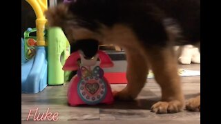 German Shepherd puppy answers telephone for service dog training