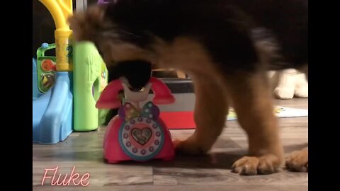German Shepherd puppy answers telephone for service dog training