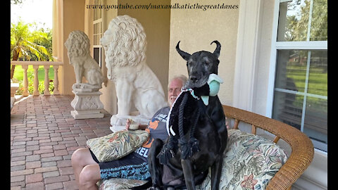 Happy Great Dane Gets Comfy Sitting With Her Dad and Her Toy