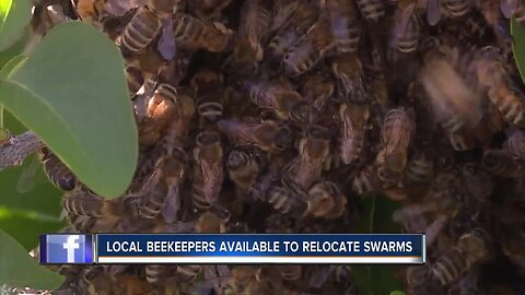 Treasure Valley Beekeepers Club can "re-home" local honey bee swarms