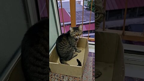 My Aunts cat in Sicily loves boxes 📦 ❤️ #cats #catshorts #cutecat #sillycat #funnycats #sicilia #box