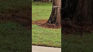 White Ibis eating breakfast in Port Orange Florida January 5 2023 #railfanrob #whiteibis