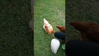Chickenss