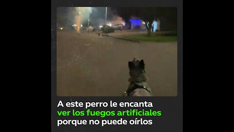 Perrito sordo disfruta de los fuegos artificiales