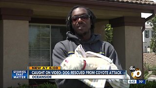 Oceanside man saves Maltipoo from coyote