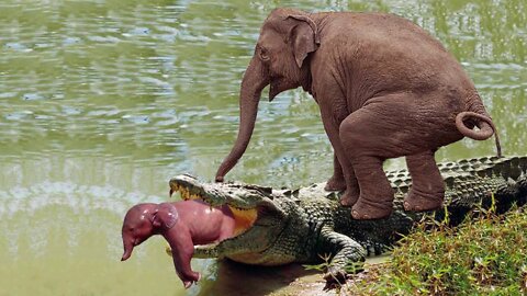 Crocodile Try To Attack Elephant Trunks Only To Receive A Bitter Ending -Elephant vs Lion, Crocodile
