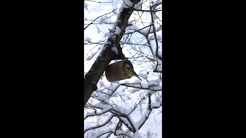 Tin can bird feeder attracts bright yellow birds