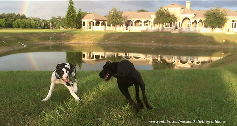 Playful Great Dane and Puppy Love to Play Roll Over and Over