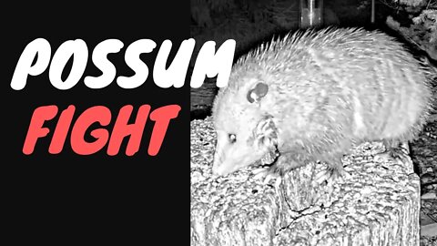 A Rare Possum Fight at the Feeders