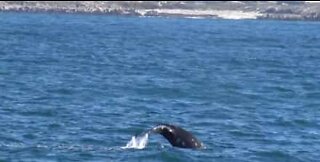 Baleias-cinzentas migratórias acompanham barco turístico