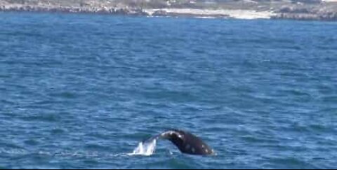 Baleias-cinzentas migratórias acompanham barco turístico