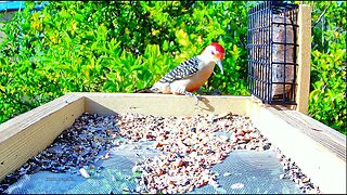 Red-bellied woodpecker