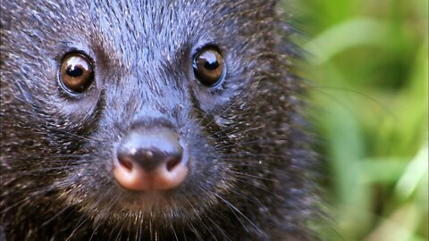 Mongoose introduction in Fiji goes horribly wrong