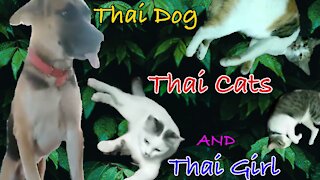 Thai cats, Thai dog and Thai girl.