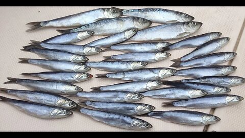 "How-To" | Brining Herring For Salmon Fishing