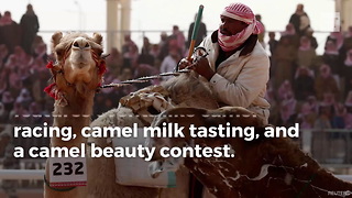 Saudi Arabians Giving Camels Plastic Surgery to Make Them More Beautiful