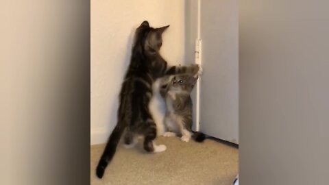 Funny Kitten Fight Cat - Cute Kitten Fight Each Other