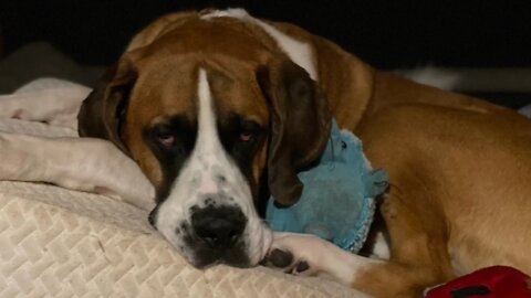 Bedtime with three giant dogs