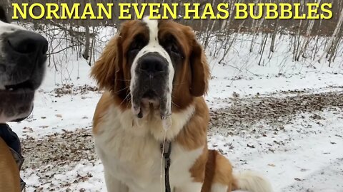 Drool kings! St. Bernard blows bubbles and Great Dane drools