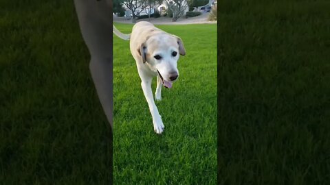 Labs are great dogs for many reasons, but shedding is not one of them. #dog #shorts #labrador #pet