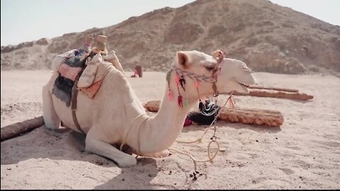 camel camel camel!Can you guess what do camels eat?and strength camel toe!