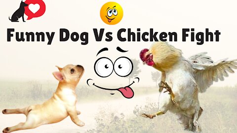 A Funny Dog Vs Chicken Fight Video You Must Have for All Occasions