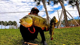 How To Catch Giant South Florida Peacock Bass